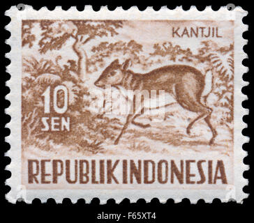 INDONESIA - circa 1956: timbro stampato in Indonesia, mostra Tragulus javanicus, serie animali, circa 1956 Foto Stock