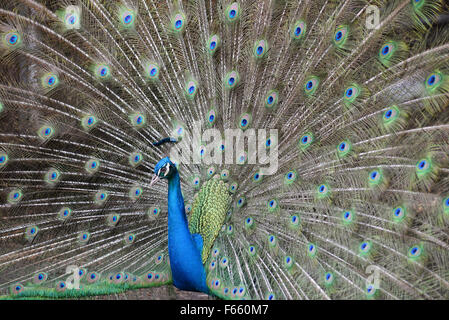 Peacock completamente si diffonde la sua coda Foto Stock