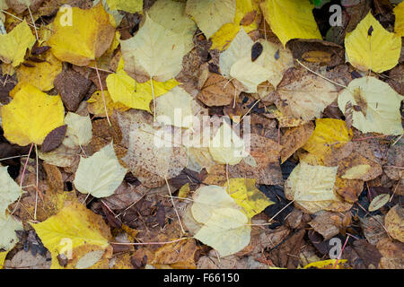 Acer Tegmentosum 'bianco tigre". Manchurian striped foglie di acero sul terreno in autunno Foto Stock