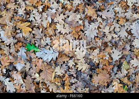 Quercus robur . Caduto in inglese di foglie di quercia sul terreno in autunno Foto Stock