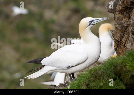 Adulto northern gannet in piedi di profilo su scogliere, hermaness, isole Shetland, Scotland, Regno Unito Foto Stock