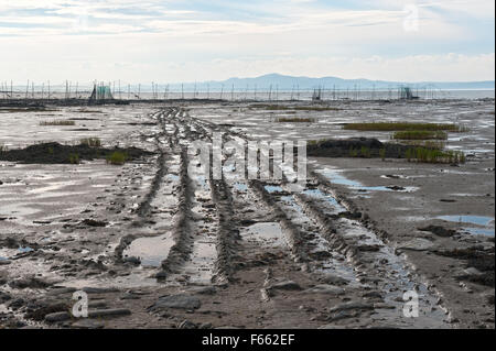 Tracce di pneumatici nella sabbia, portando ad una trappola di anguilla impostato in St Lawrence river vicino Kamouraska, provincia del Québec. Foto Stock