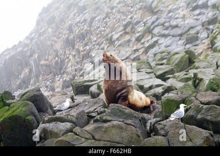 Maschio del nord del leone di mare (Steller Sea Lion) (Eumetopias jubatus). Isole Commander Foto Stock