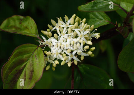 Fiori e boccioli di fiori recisi di un albero di mandrino, Euonymus europaeus, Berkshire, Giugno Foto Stock