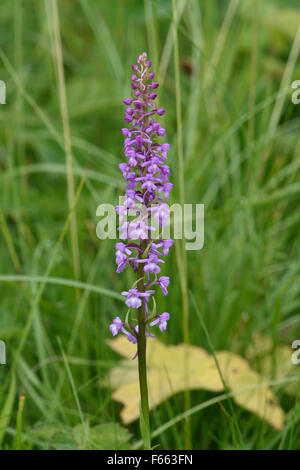 Flowerhead di apertura di una fragrante orchid, Gymnadenia conopsea, su chalk downland, Berkshire, Giugno Foto Stock