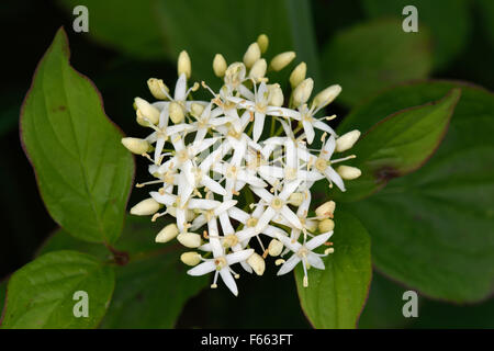 Fiori e boccioli di fiori recisi di un albero di mandrino, Euonymus europaeus, Berkshire, Giugno Foto Stock