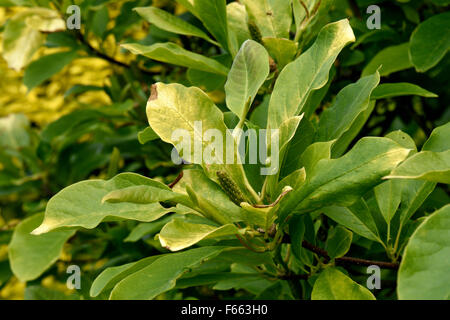 Di colore giallo pallido, clorotiche, carenti di ferro, foglie di una Magnolia soulangeana x dopo la fioritura, Berkshire, Giugno Foto Stock