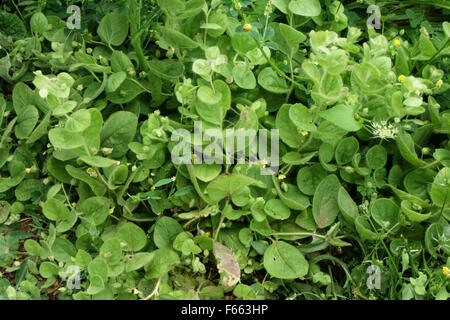 Round-lasciava fluellen, Kickxia spuria, fioritura prostrati impianto, Berkshire, Luglio Foto Stock