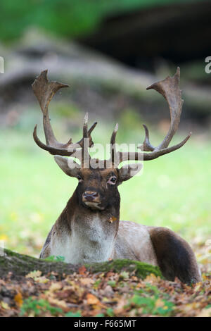 Daini (Dama Dama), buck giacente sul terreno, Bassa Sassonia, Germania Foto Stock