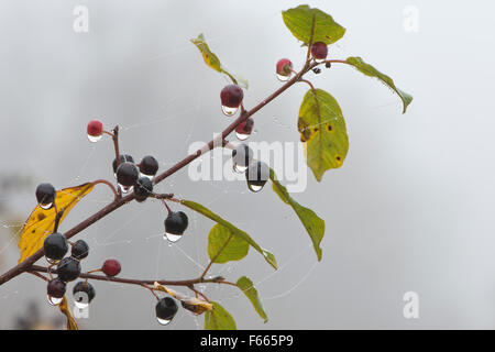 Ontano, lucida o rottura (frangola Frangula alnus) ramo con frutti di bosco, ragnatele, le goccioline di acqua, Emsland, Bassa Sassonia Foto Stock