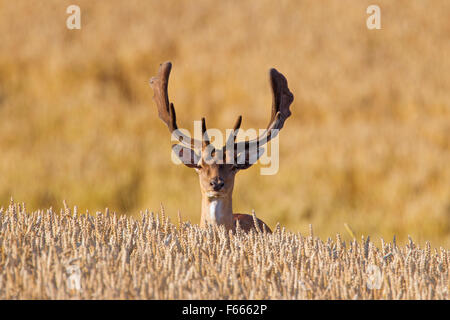 Daini (Dama Dama) buck con corna coperta in velluto in campo di grano in estate Foto Stock