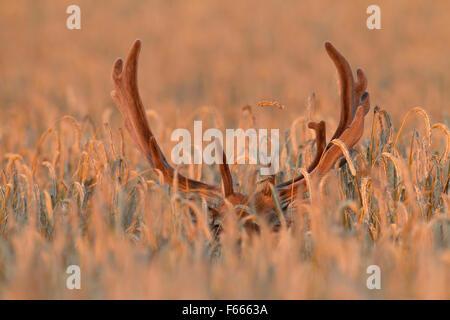 Daini (Dama Dama) buck con corna coperta in velluto nascosto nel campo di grano in estate Foto Stock