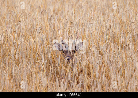 Daini (Dama Dama) young buck con piccole corna in cornfield in estate Foto Stock