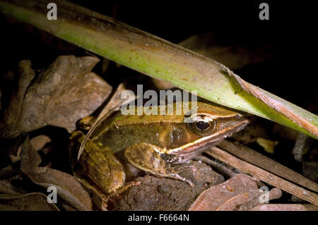 Foresta brillante frog / Warszewitsch's frog (Rana warszewitschii / Lithobates warszewitschii) sul suolo della foresta di notte Foto Stock