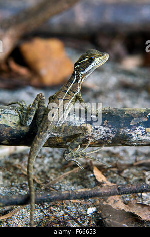 I capretti brown basilisk / striped basilisco (Basiliscus vittatus) nella palude, Costa Rica Foto Stock