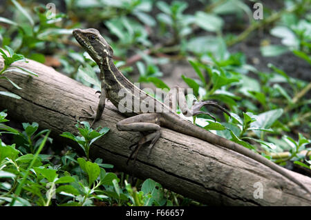 I capretti brown basilisk / striped basilisco (Basiliscus vittatus) nella palude, Costa Rica Foto Stock