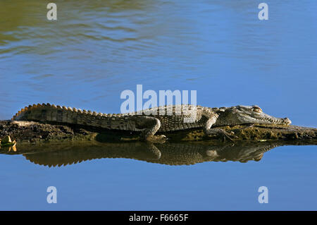 Caimano Spectacled / bianco / caimano caimano comune (crocodilus Caimano) crogiolarsi sul log in fiume, Costa Rica Foto Stock