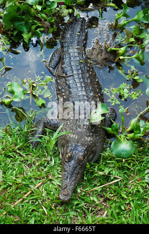 Coccodrillo americano (Crocodylus acutus) lasciando acqua e strisciando sul lungofiume Foto Stock
