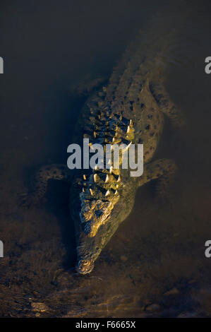 Coccodrillo americano (Crocodylus acutus) di appoggio sott'acqua nel fiume Foto Stock