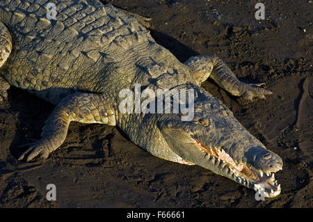 Coccodrillo americano (Crocodylus acutus) in appoggio sul lungofiume con bocca aperta schiusi a thermoregulate Foto Stock