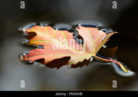 Silver maple leaf (Acer saccharinum), singolo autunnale di foglie colorate galleggianti sulla superficie dell'acqua, Germania Foto Stock