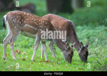 Daini (Dama Dama), doe pascolo, Bassa Sassonia, Germania Foto Stock