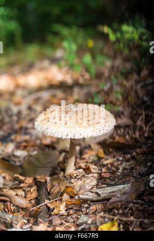 Bella parasol funghi nel bosco Foto Stock