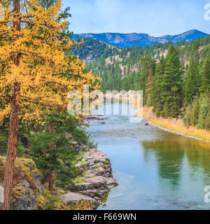 Colori autunnali di larice lungo il blackfoot in prossimità del fiume Potomac, montana Foto Stock