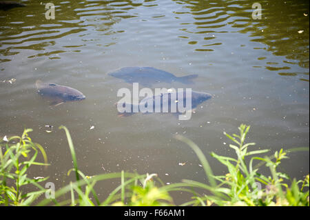 Tre carp pesce nuotare nello stagno in Polonia, Cyprinus carpio vecchia grande gruppo animali in attesa di cibo, lo sporco galleggiante sull'acqua Foto Stock