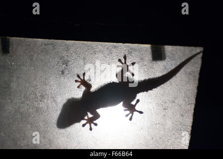 Parete (Gecko Tarentola mauritanica) in una laterna, La Palma, Canarie, Spagna, Europa Foto Stock