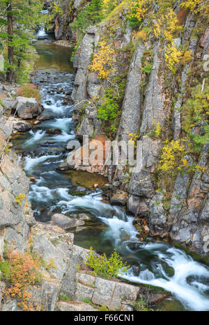 I colori dell'autunno lungo tenderfoot creek canyon nel piccolo belt le montagne vicino al bianco delle molle di zolfo, montana Foto Stock