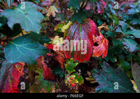 Rosso rovere tinto di foglie di foglie di ortensie. Foto Stock