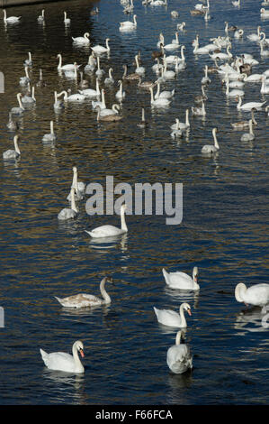 Cigni riuniranno in autunno sul fiume Vltava Foto Stock