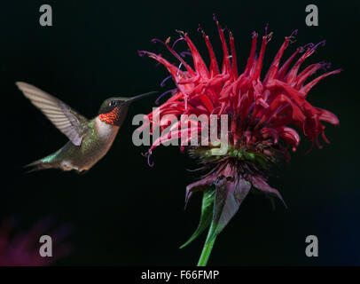 Maschio di Ruby-throated Hummingbird (archilochus colubris) su Bee Balsamo Foto Stock