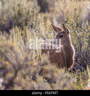 Mule Deer Fawn (Odocoileus hemionus) nell'alto deserto di Bridgeport, California Foto Stock