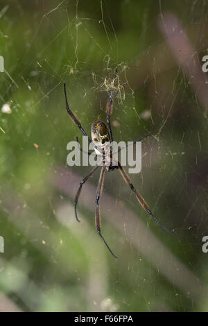 Parte inferiore della tessitura Orb spider Argiope catenulata in web Elsamere Lake Naivasha Kenya Foto Stock