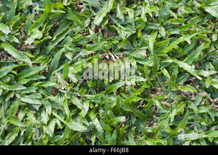 Una bella e lussureggiante verde prato di buffalo per un cortile Foto Stock