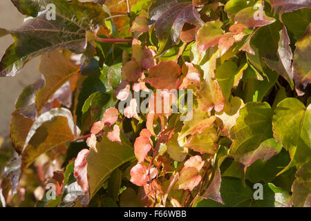 Edera (Hedera helix) in autunno, mecklenburg-vorpommern, Germania Foto Stock