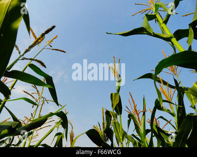 Il Mais dolce campo sotto il cielo blu Foto Stock