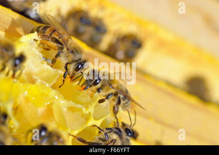 Close up di api in un alveare su honeycomb Foto Stock