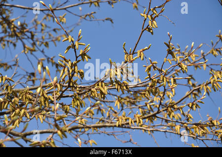 Betulla fiori closeup contro la molla blu cielo. Foto Stock