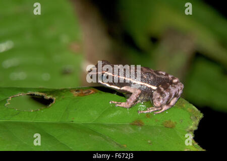 Poison dart frog (Hyloxalus sp.) nella foresta pluviale nella regione di Madre de Dios del Perù Foto Stock