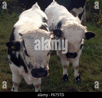 Pustertaler Schecken,, la cotenna Foto Stock