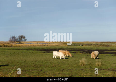 Gruppo di charolais pascolo del bestiame in una palude di verde Foto Stock