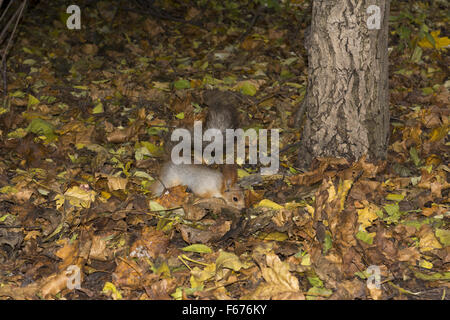 Scoiattolo rosso o rosso eurasiatico scoiattolo (Sciurus vulgaris) cercando di seppellimento di alimentare in foglie secche, Odessa, Ucraina, Orientale Eur Foto Stock