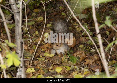 Scoiattolo rosso o rosso eurasiatico scoiattolo (Sciurus vulgaris) cercando di seppellimento di alimentare in foglie secche, Odessa, Ucraina, Eu dell'Est Foto Stock