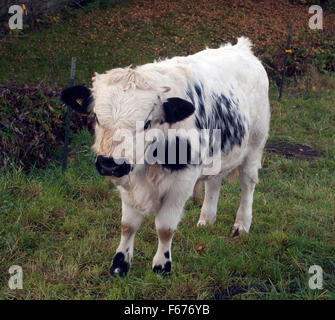 Pustertaler Schecken,, la cotenna Foto Stock