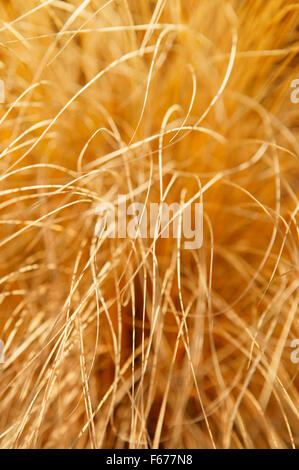 Essiccato Pennisetum Alopecuroides (Fontana cinese Erba). Close up di erbe secche. Novembre Oxfordshire UK. Foto Stock