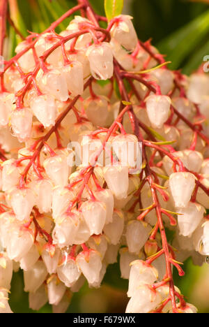 Fiori in un giardino giapponese, Washington Park, Portland, Oregon Foto Stock