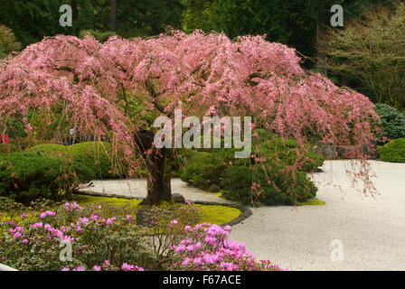 L'appartamento giardino, Portland Giardino Giapponese, Washington Park, Portland, Oregon Foto Stock